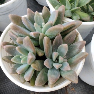 Sen đá pha lê - size trung - vườn đà lạt