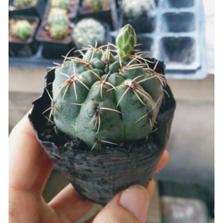 🔥 SALE + FREE SHIP 🔥 Xương rồng Thần long