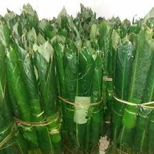 Lá Dong Tươi Gói Bánh Trưng  981SP