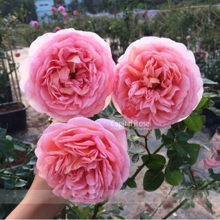 Hoa hồng Abraham Darby Rose - hồng leo, hoa to, thơm