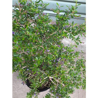 CÂY LINH SAM -CAO TỪ  20-35 CM