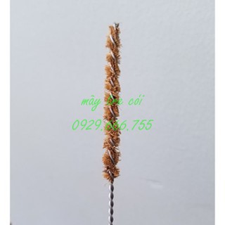 Cọ xơ dừa || Cọ rửa ống hút tre
