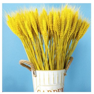 BÓ LÚA MẠCH KHÔ TRANG TRÍ - 50 NHÁNH