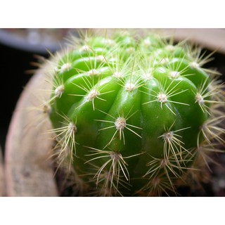 Xương rồng bí xanh