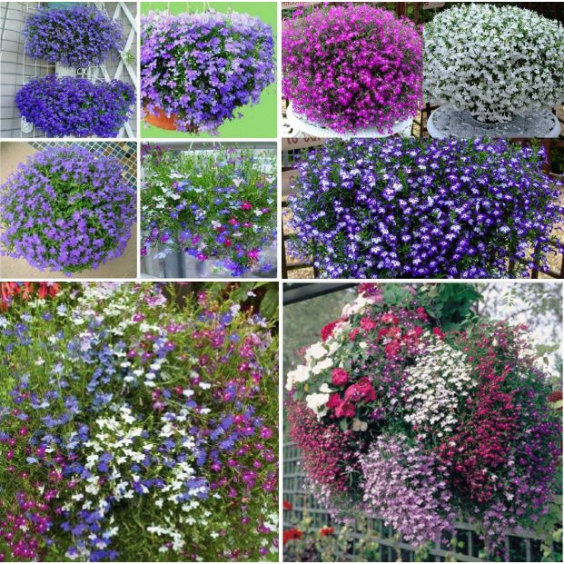 Tổng Hợp Hạt giống Hoa Nhiều Màu, Tỷ Lệ Nảy Mầm Cao, Trồng Được Quanh Năm - Khang Nông Seeds