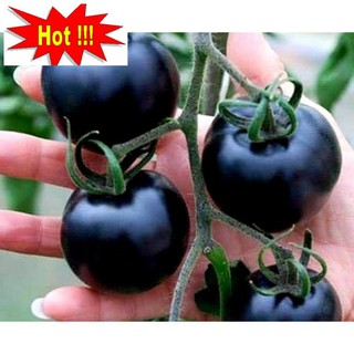 Hạt giống Cà chua đen F1 (10 hạt)