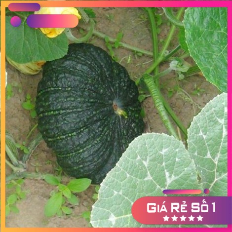 [ Siêu Hạt Giống ] Hạt giống bí ngô đen ruột vàng Chia Tai