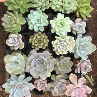 Combo 20 cây sen bầu các loại K.Min