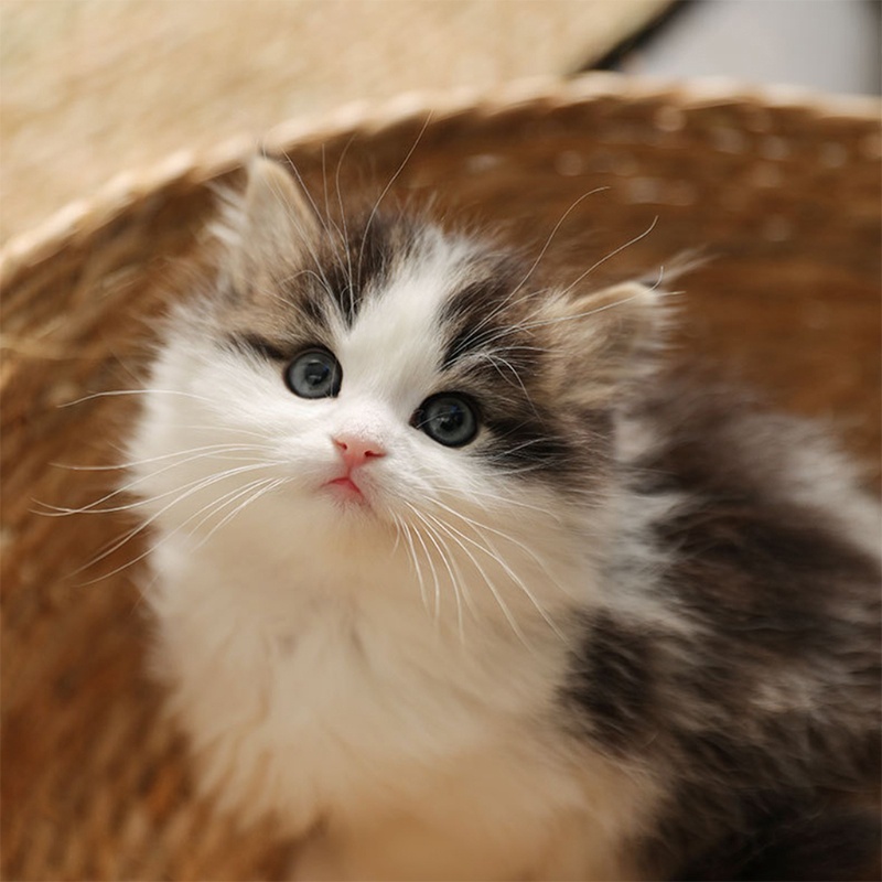 Giường Ngủ / Ghế Sofa Bằng Rơm Đan Tự Nhiên Thoáng Khí Cỡ Nhỏ / Vừa Sang Trọng Cho Mèo