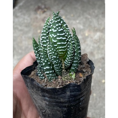 Cây sen đá móng rồng