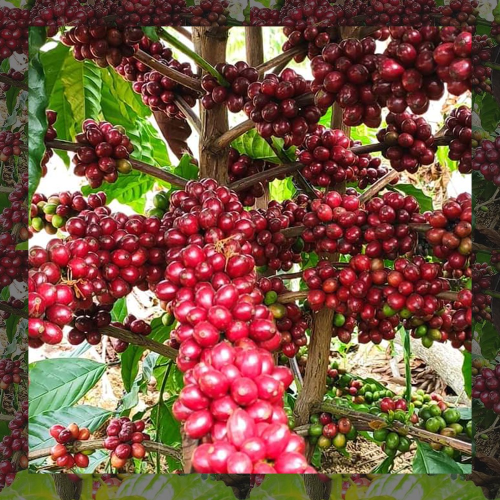 Cà phê nhân xanh Arabica Cầu Đất (5kg)