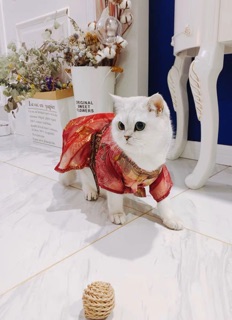 Hán phục cho mèo