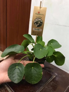 Cỏ đồng tiền