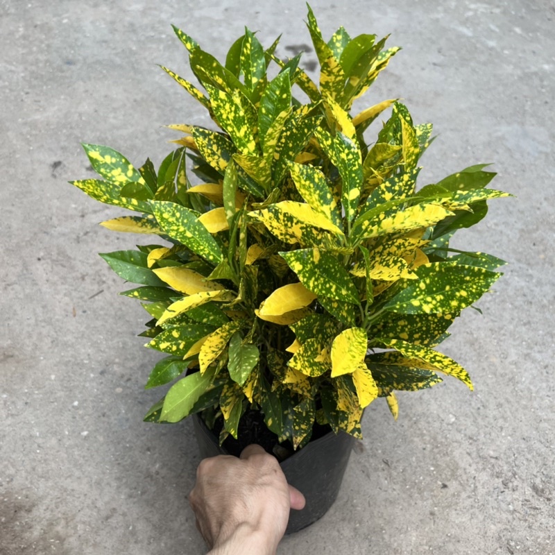 Cây cô tòng vàng anh cao 25-30cm, cây cảnh trồng ven tường, trang trí sân vườn và công viên