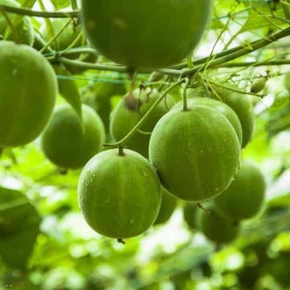 Cây giống la hán quả