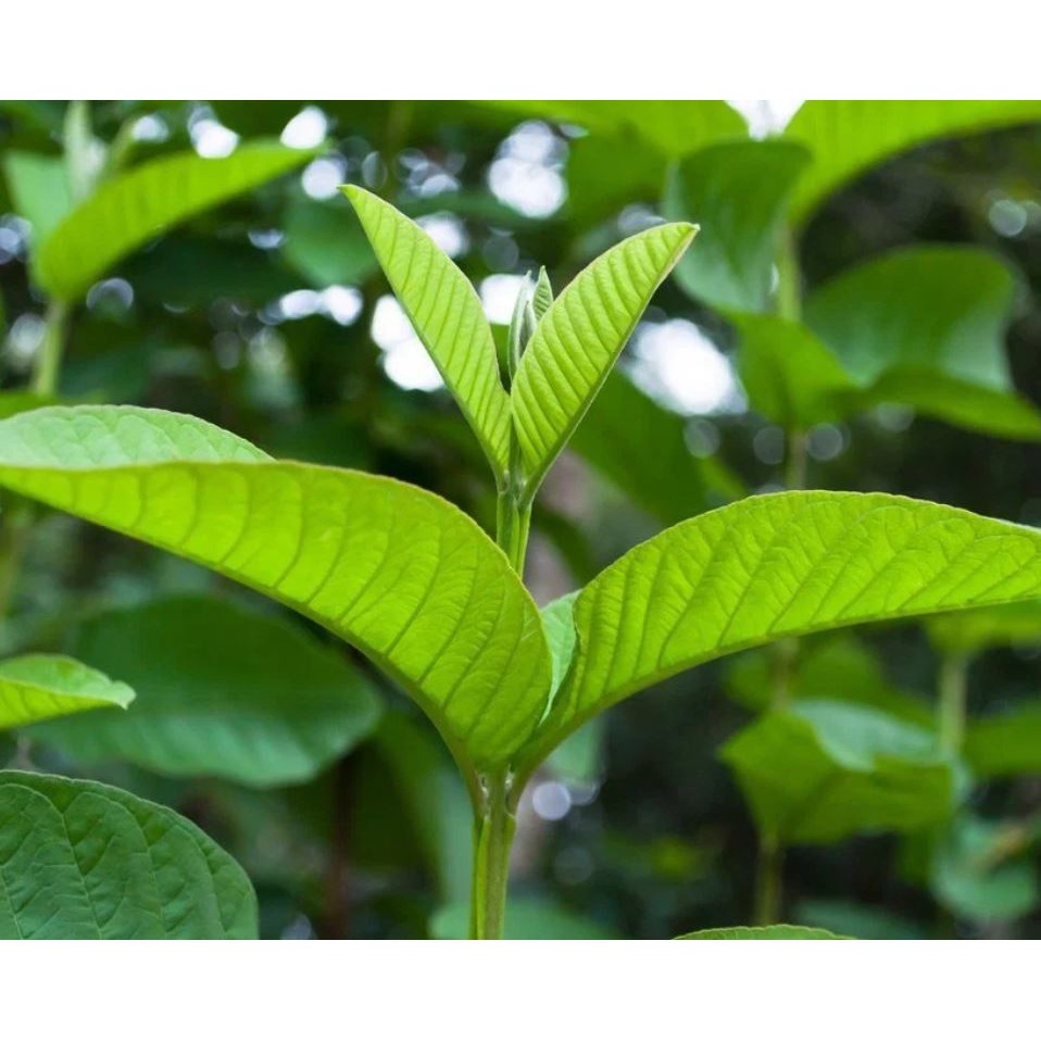 Trà Búp Ổi Loại Thượng hạng ( 200g)