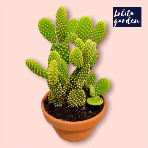 Xương rồng tai thỏ kèm chậu Đà Lạt size trung bình cây cảnh trang trí nhà cửa Lolita garden