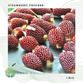 Hạt giống - Hạt bắp rang dâu tây - NHẬP KHẨU 10h