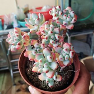 Sedum Clavatum thân thụ