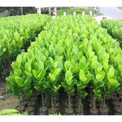 Mít Thái siêu sớm gốc to cao 100cm .