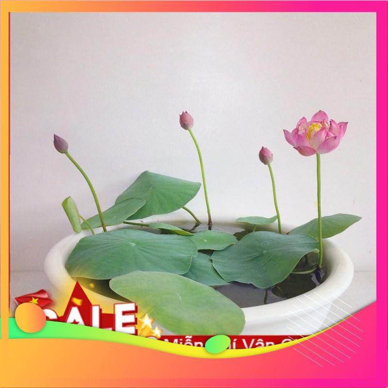 Hạt Giống Hoa Sen Nhật Mini-  VIETGAR