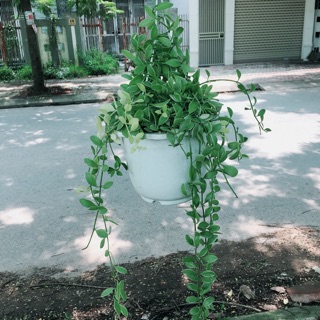 Cây hạt dưa treo