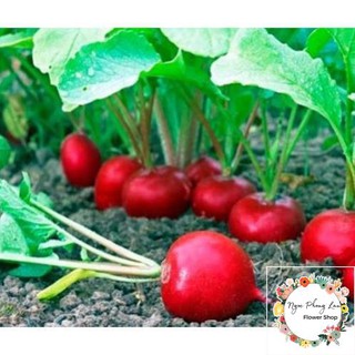 Hạt giống củ cải đỏ tròn f1 - gói 1 gram