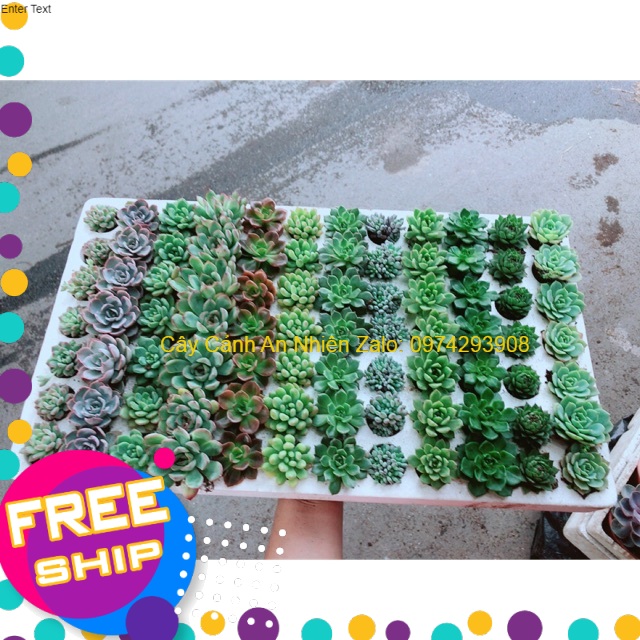 Combo 12 cây sen đá