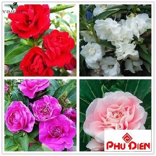 50 Hạt giống hoa móng tay kép  PHÚ ĐIỀN