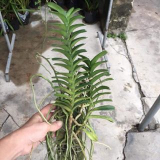 Hoa phong lan cù lao minh