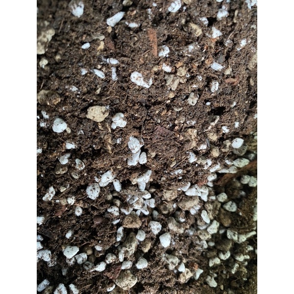 ĐẤT SOIL MIX CHUYÊN TRỒNG SEN ĐÁXƯƠNG RỒNGKÍCH RỄ+TĂNG TRƯỞNG SIÊU VIP