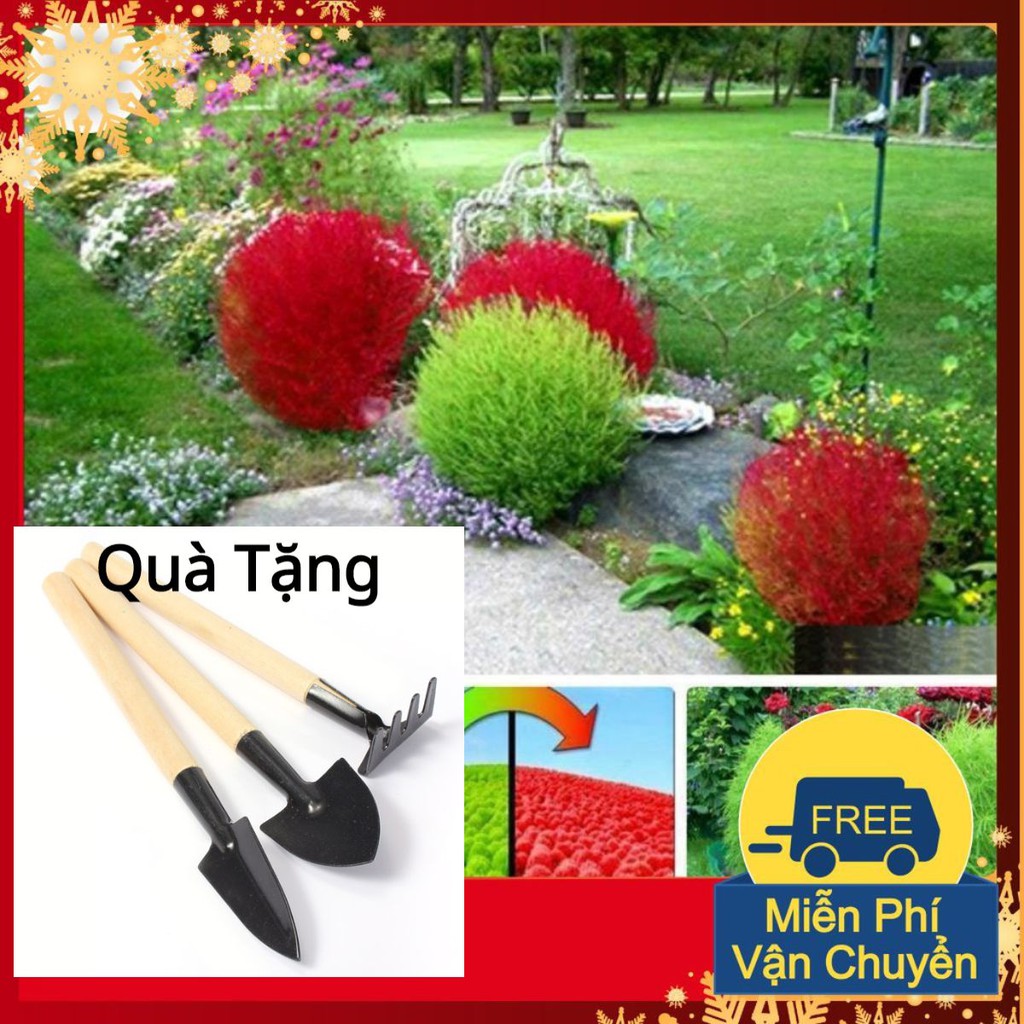 Hạt Giống Cỏ Đổi Màu Tặng Bộ Dụng Cụ Mini Trồng Cây Tặng Bộ Dụng Cụ Mini Trồng Cây
