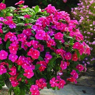 20 HẠT GIỐNG HOA DỪA CẠN