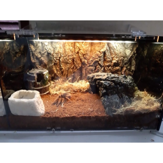 Tank nuôi nhện, rết, rắn,... 50-15-15cm có vách ngăn tháo được (tank đôi)