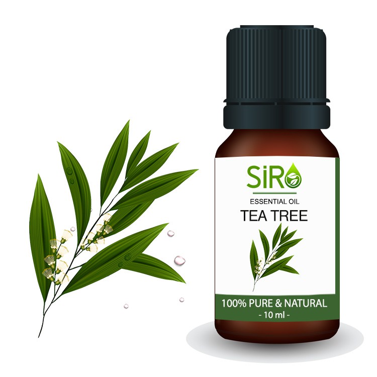 TINH DẦU TRÀM TRÀ TEA TREE