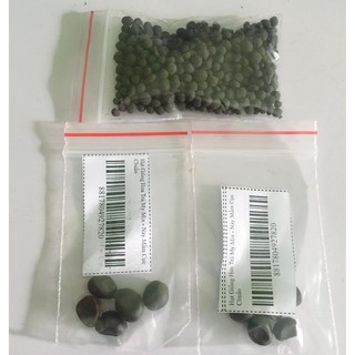 Combo 2 Gói Hạt Giống Hoa Trà Mi