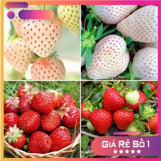 Hạt giống dâu tây đỏ và trắng