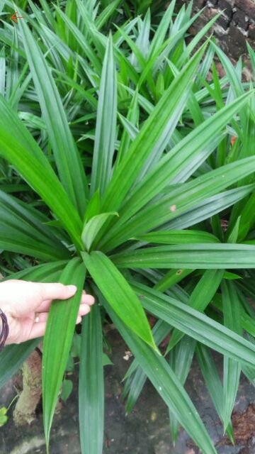 Trà đậu đen gạo lứt lá dứa (lá nếp thơm) giảm cân thanh lọc cơ thể