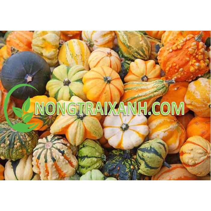1GR - HẠT GIỐNG BÍ NGÔ MINI MIX