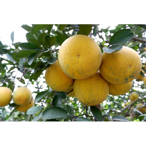 Hạt giống bưởi diễn