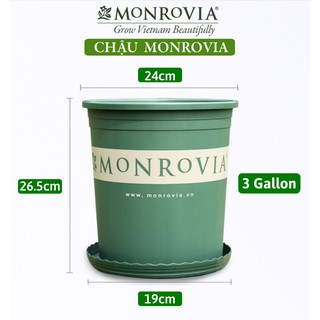 Combo 50 chậu monrovia 3galion