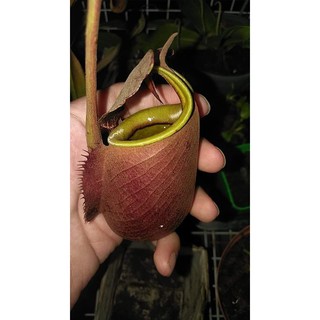Cây nắp ấm - Nepenthes