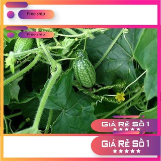 Hạt giống Dưa hấu tí hon (10 hạt)