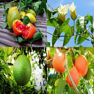 Combo 2 Cây giống gấc siêu trái