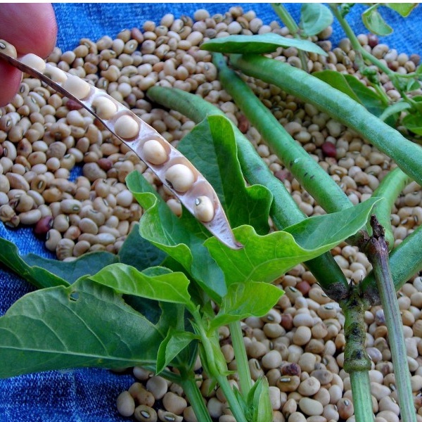 Đậu Trắng Mắt Đen Sạch  - Tiệm Nhà Quê 77 - nấu chè, nấu ăn