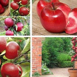 Hạt giống cây ăn trái táo đỏ Mỹ ( Gói 10 hạt Tặng gói kích thích hạt nảy mầm ) - STHG2