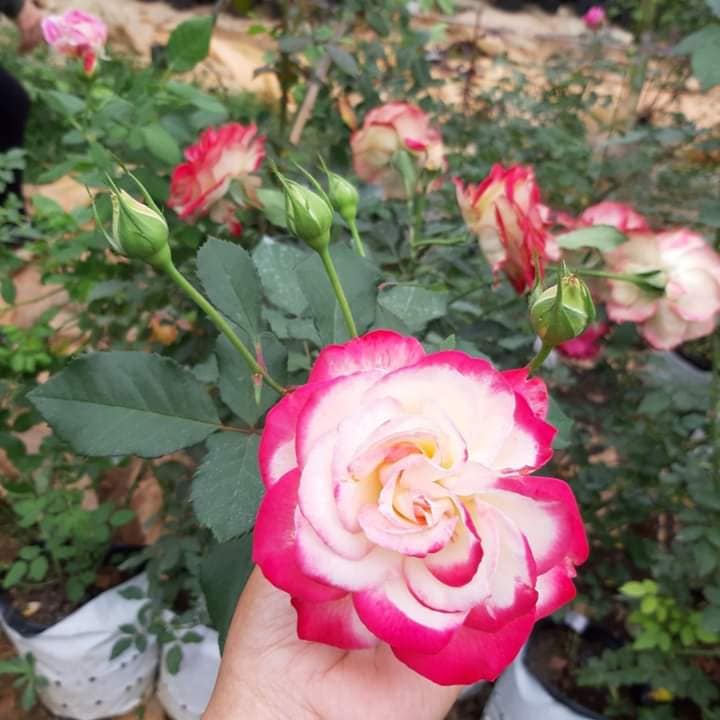 Hoa hồng bụi Cherry Parfait Trắng hồng tinh khiết -hoangoaimelinh