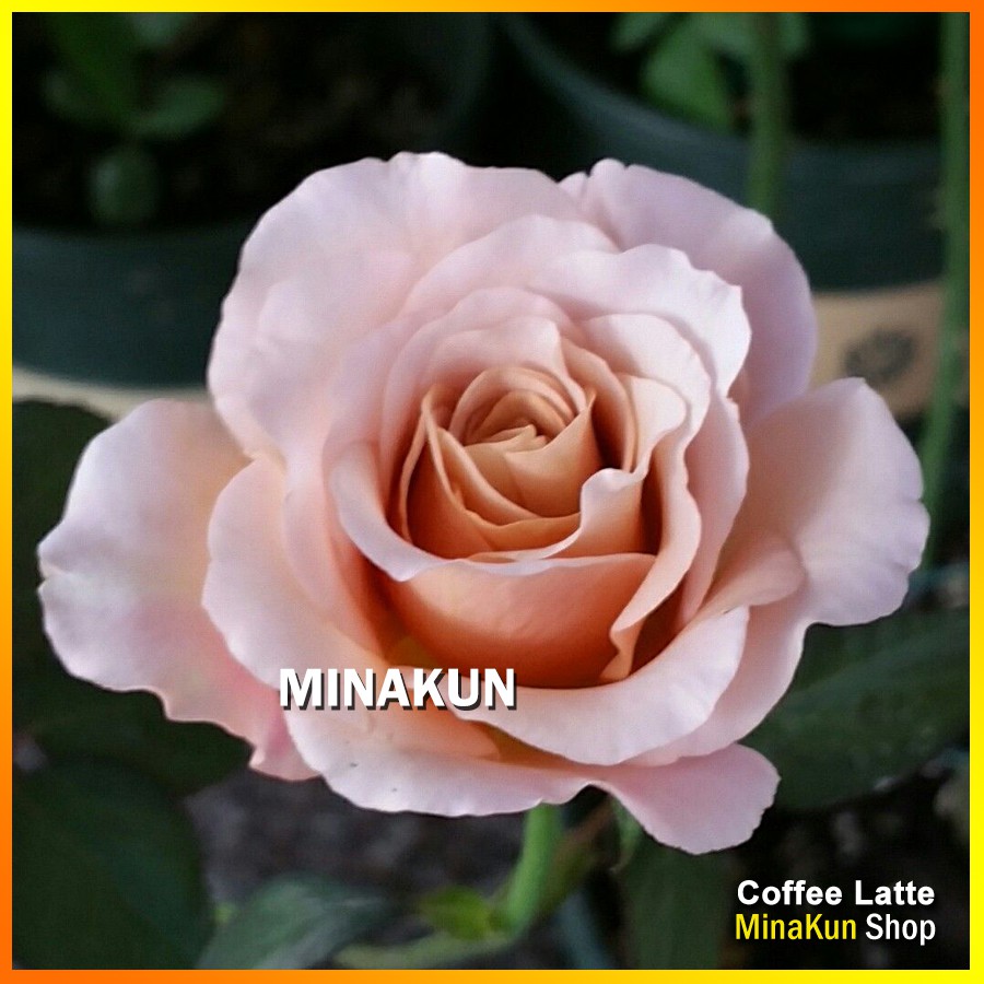 Hoa hồng ngoại Coffee Latte cực đẹp và thơm - MinaKun Shop