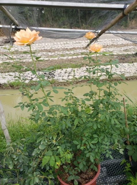 Hồng leo ngoại Lady of Shalott