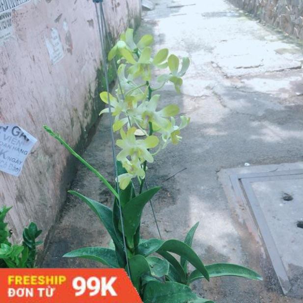 Lan Dendro Vàng Nhạt